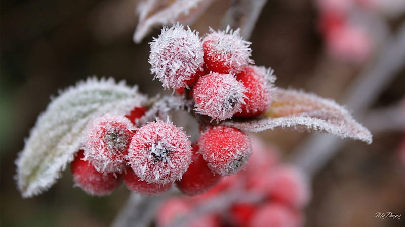 Frosted Berries, fall, autumn, berries, ice, Firefox Persona theme, frost, HD wallpaper