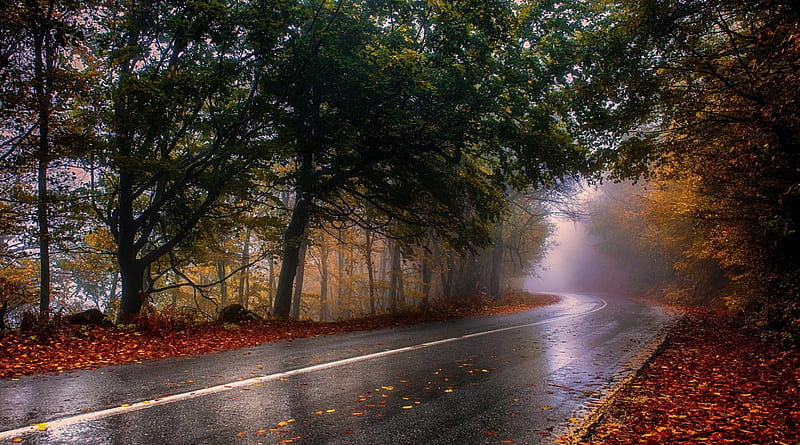 Disappearing into the Mist, nature, road, trees, fog, mist, HD wallpaper