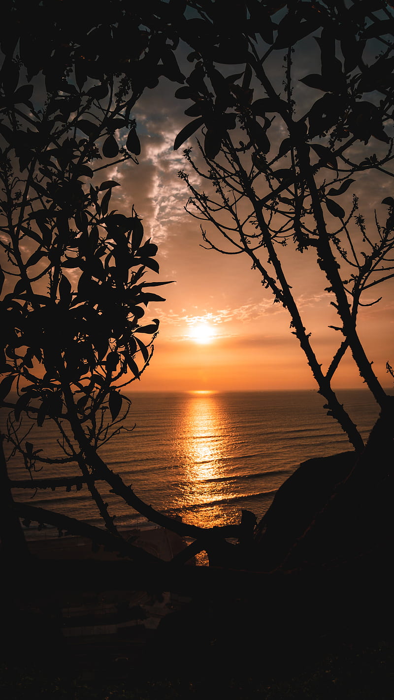 sunset, horizon, trees, branches, sun, HD phone wallpaper