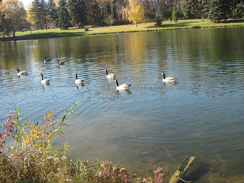 Canada Geese swim dom on the Lakes , geese, green, grass, Lakes, graphy, trees, Birds, HD wallpaper