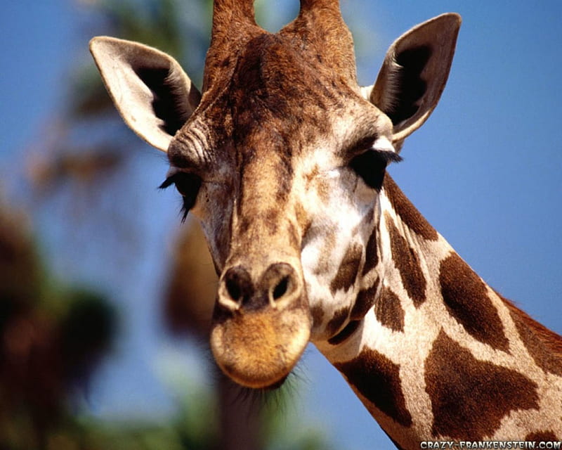 Giraffe, long neck, brown, tall, african, HD wallpaper