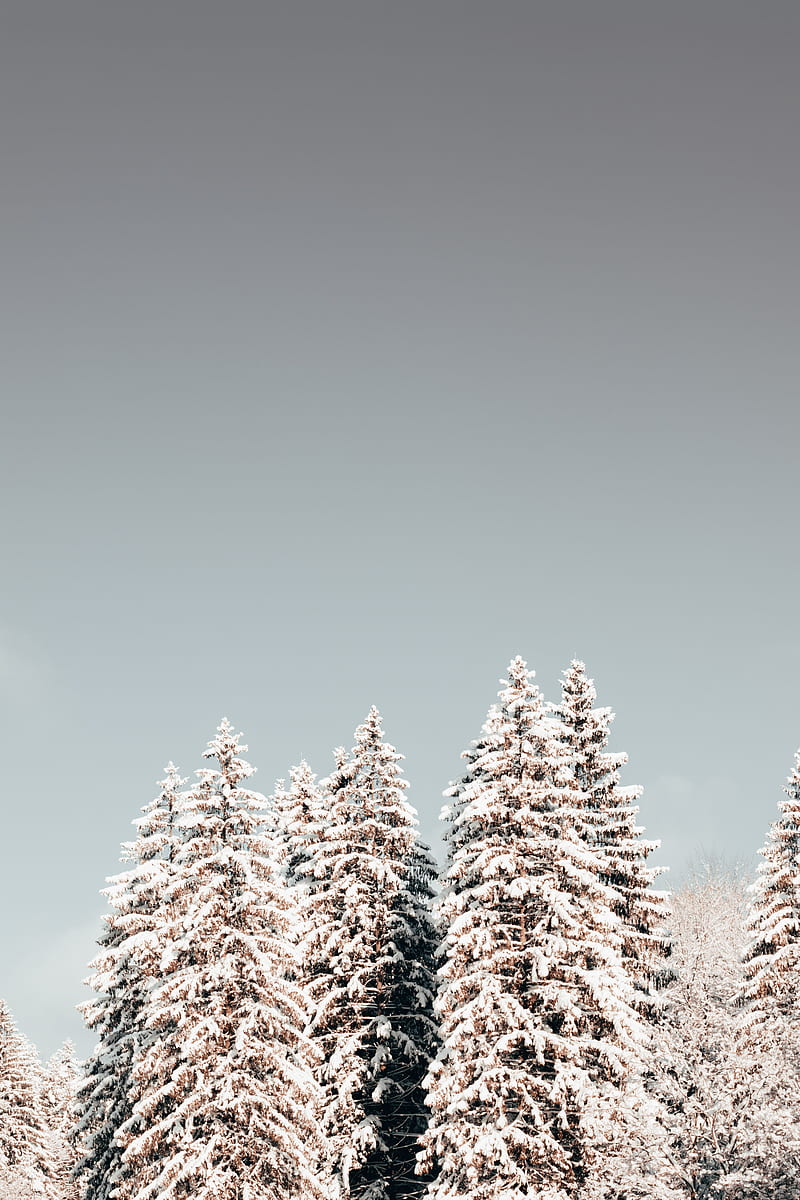 pines, trees, snow, winter, HD phone wallpaper