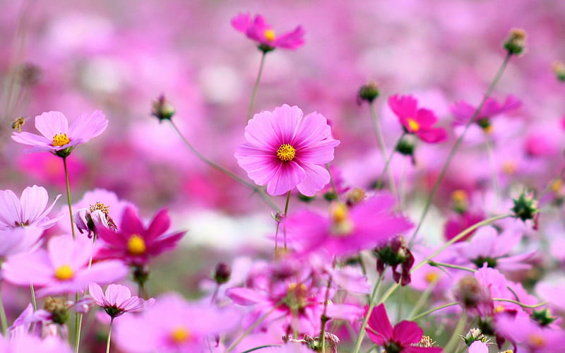 Field of Pink Flowers, yellow, center, bunch, flowers, day, nature, petals, pink, field, HD wallpaper