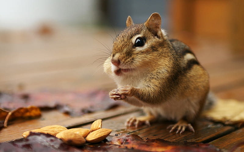 Greedy Chipmunk - A cute chipmunk eating Almonds, HD wallpaper