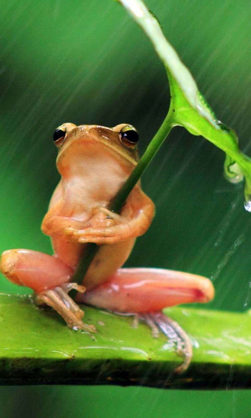 Frog sitting in Rain, frogs, holding, leaf, raining, HD phone wallpaper