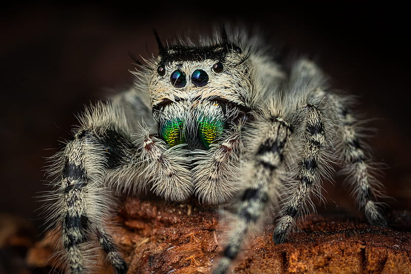 Spiders, Jumping Spider, Spider, HD wallpaper