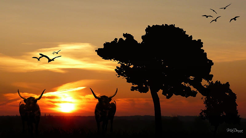 Longhorns Sunset, , birds, firefox persona, sunset, country, trees, sky, farm, cattle, HD wallpaper