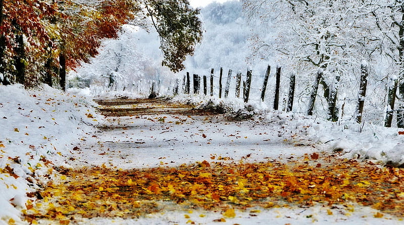 The First Snow, fall, autumn, autumn leaves, winter time, trees, winter, leaves, splendor, pathway, snow, path, nature, road, HD wallpaper