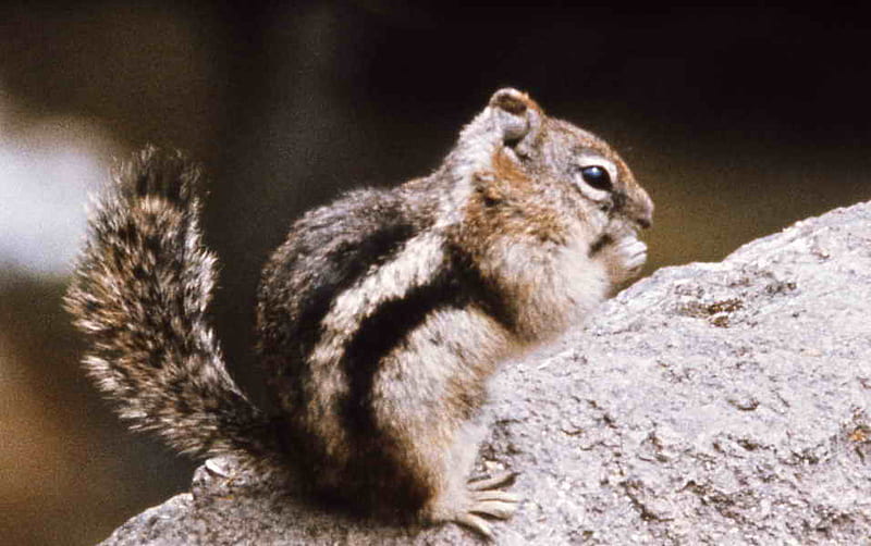 GROUND SQUIRREL, cute, ground, squirrel, animal, HD wallpaper