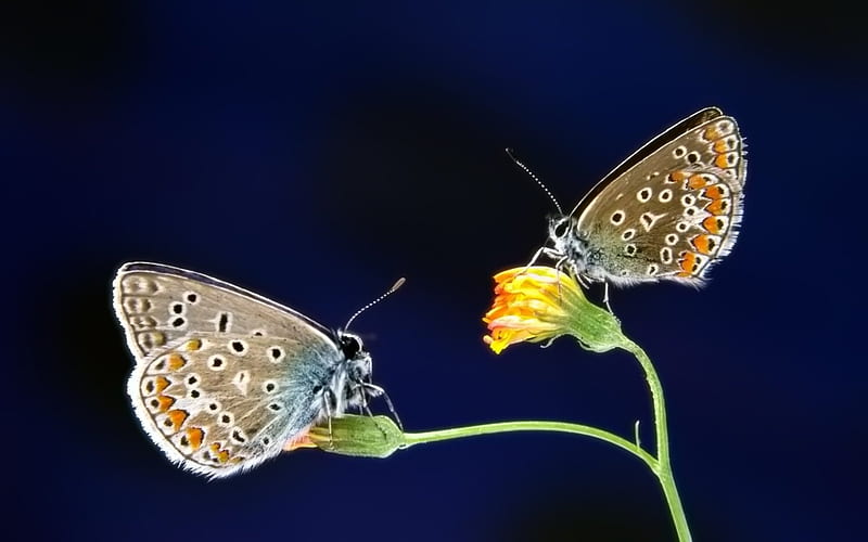 Pairs of butterfly, HD wallpaper
