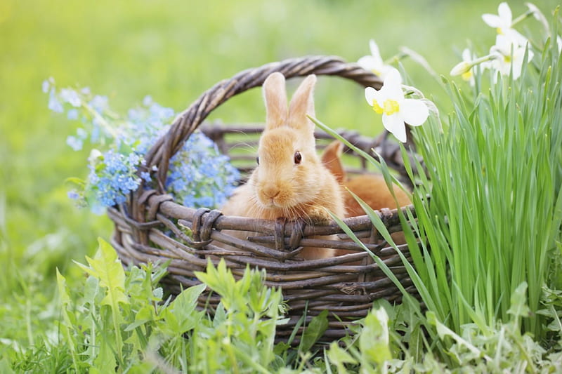 Spring Bunnies, flowers, Spring, bunnies, basket, HD wallpaper