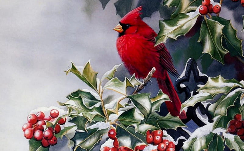 RED WINTER BIRD, HOLLY, BERRY, WINTER, CHRISTMAS, BIRD, CARDINAL, BUSH, MALE, RED, HD wallpaper