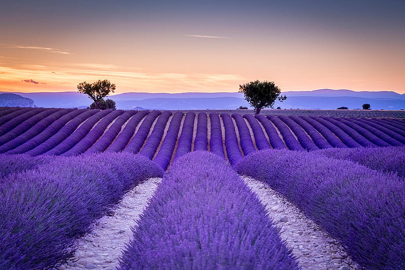 Lavender field, tree, purple, flower, lavender, field, blue, HD wallpaper