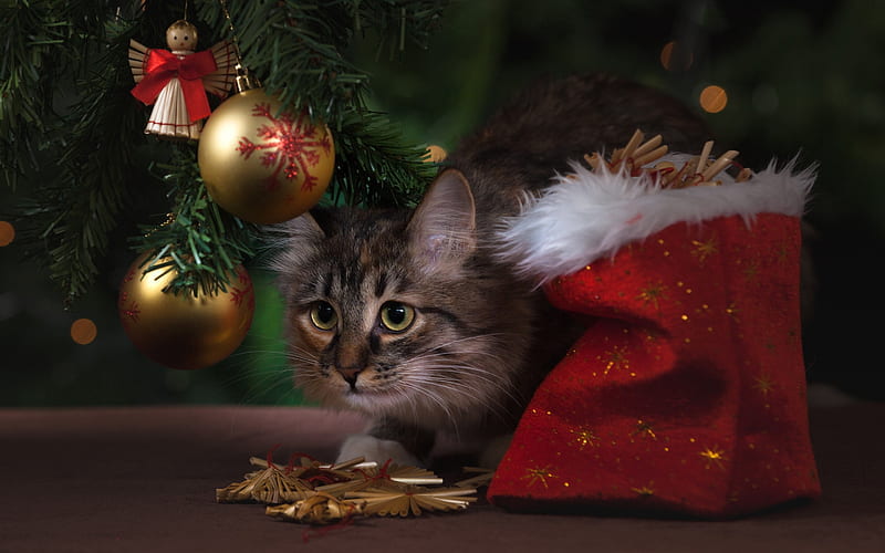 New Year, Christmas, 2018, cat, Christmas gifts, Christmas balls, HD wallpaper