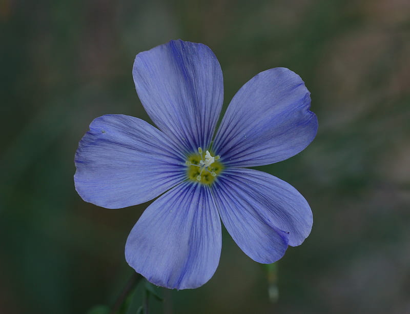 Blue Flax, flax, flower, beauty, nature, blue, HD wallpaper