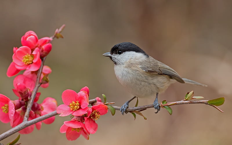 Teta de cabeza negra, pájaro, pasare, flor, primavera, rosa, Fondo de  pantalla HD | Peakpx