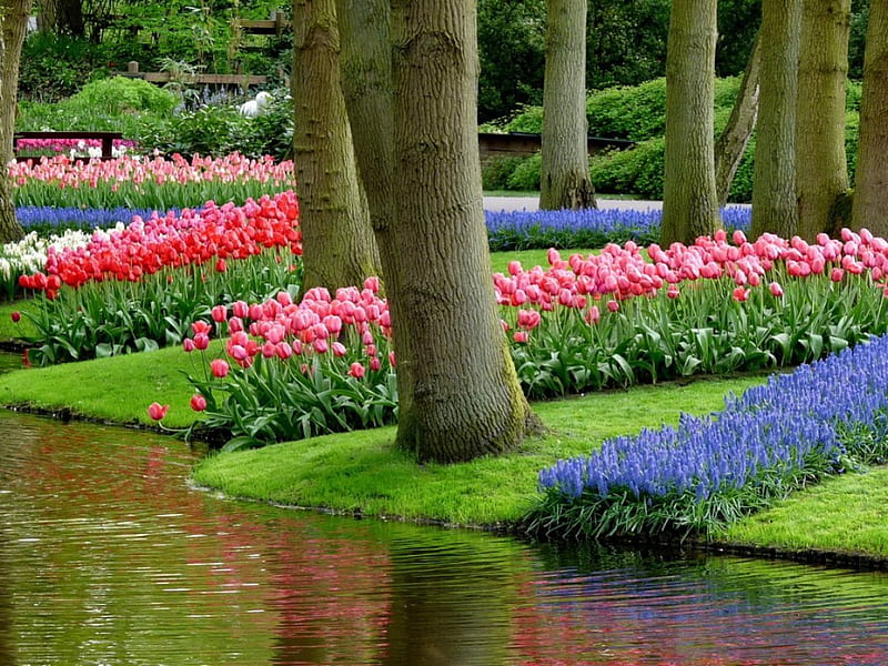 Keukenhof gardens, pretty, colorful, lovely, grass, bonito, spring, park, trees, freshness, water, flowers, gardens, keukenhof, tulips, river, reflection, HD wallpaper