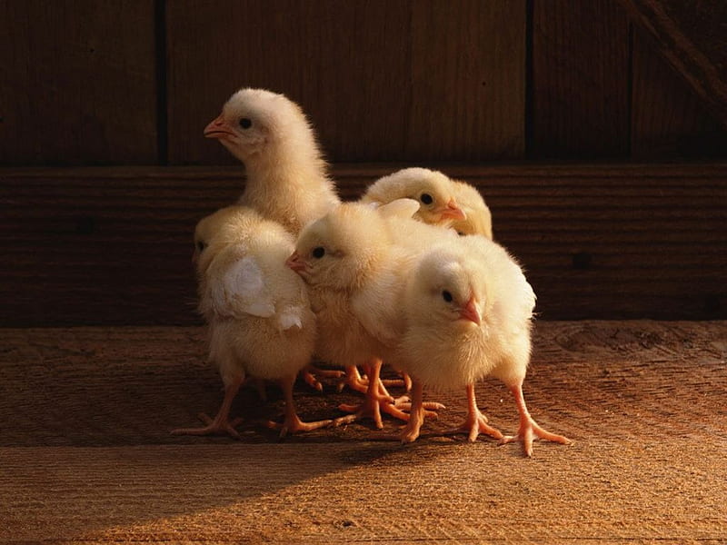 cute little chicks, chicken, birds, yellow, chick, baby, farm, cute, bird, oiseau, oiseaux, chicks, HD wallpaper