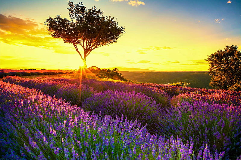 Provence, France, sunset, tree, lavender, sky, colors, HD wallpaper