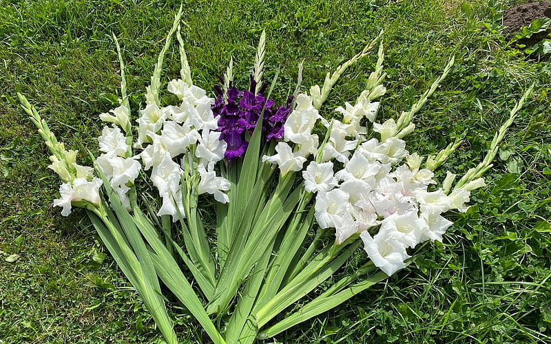 Gladiolus, Latvia, lawn, flowers, galdiolus, HD wallpaper