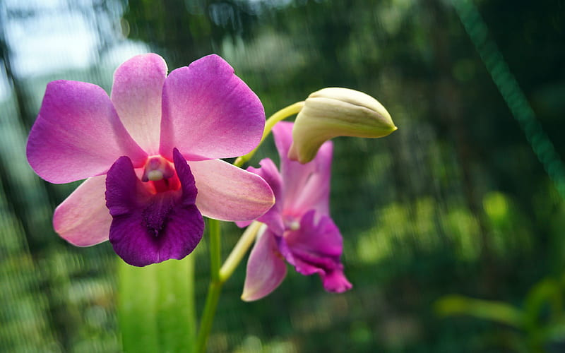 Summer Purple Orchid Flower 2020 High Quality, HD wallpaper
