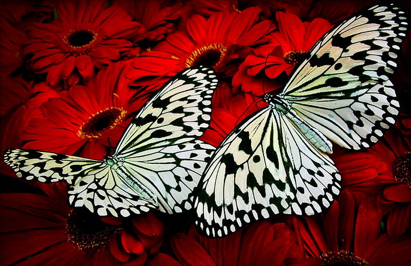 Butterfly for Monarch, red, cream and black, lovely, splendid, butterflies, butterfly, two, rice paper, red flowers, flowers, over, HD wallpaper