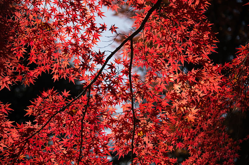 Red Leaves Tree Close Up , leaves, red, trees, nature, tree, HD wallpaper