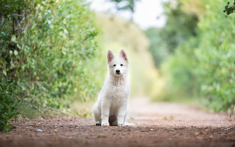 White Swiss Shepherd, bokeh, puppy, pets, White Shepherd, dogs, Berger Blanc Suisse, White Shepherd Dog, HD wallpaper