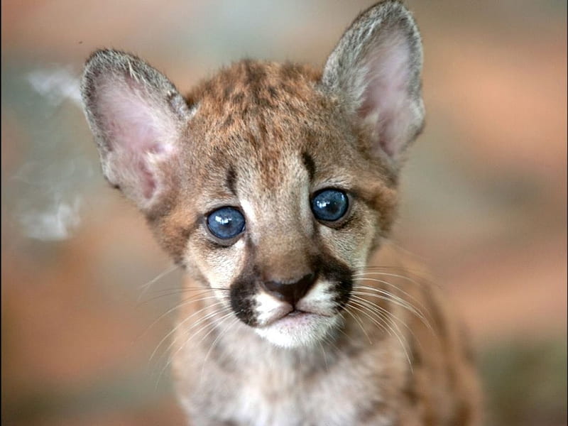 Cougar cub, mountain, cougar, cub, face, baby, cat, puma, pisici, lion, HD wallpaper