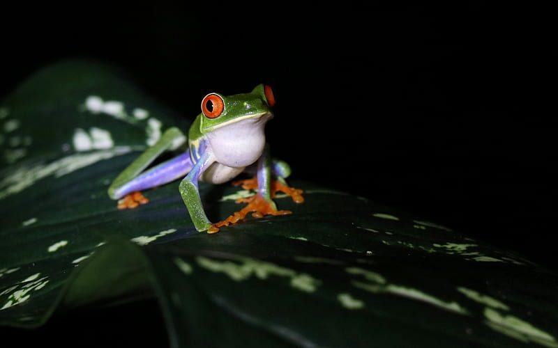 Frog, broasca, green, orange, black, amphibian, HD wallpaper