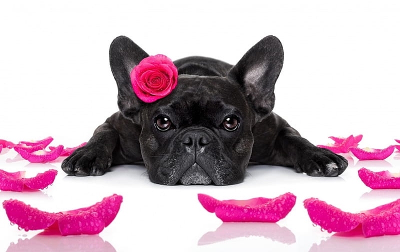 Happy Valentine's Day!, rose, black, valentine, animal, cute, petals, funny, white, pink, puppy, dog, HD wallpaper