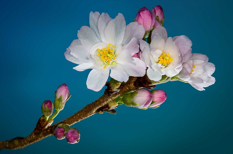 Appealing Blossom Flowers, twig, flowers, white, stem, HD wallpaper