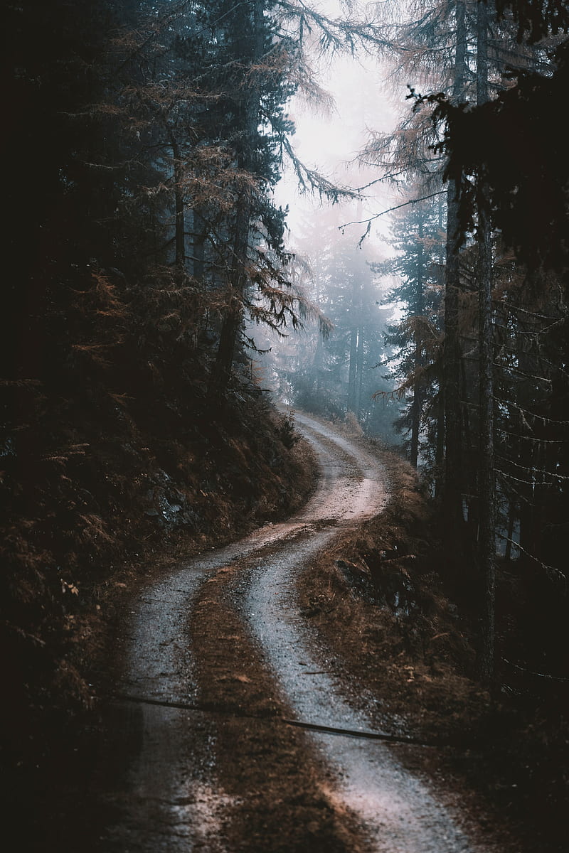 road, forest, fog, pines, trees, HD phone wallpaper