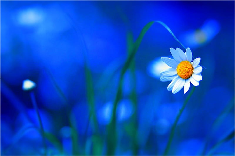 funny little thing called flower, flowers, nature, bonito, hermosa, HD wallpaper