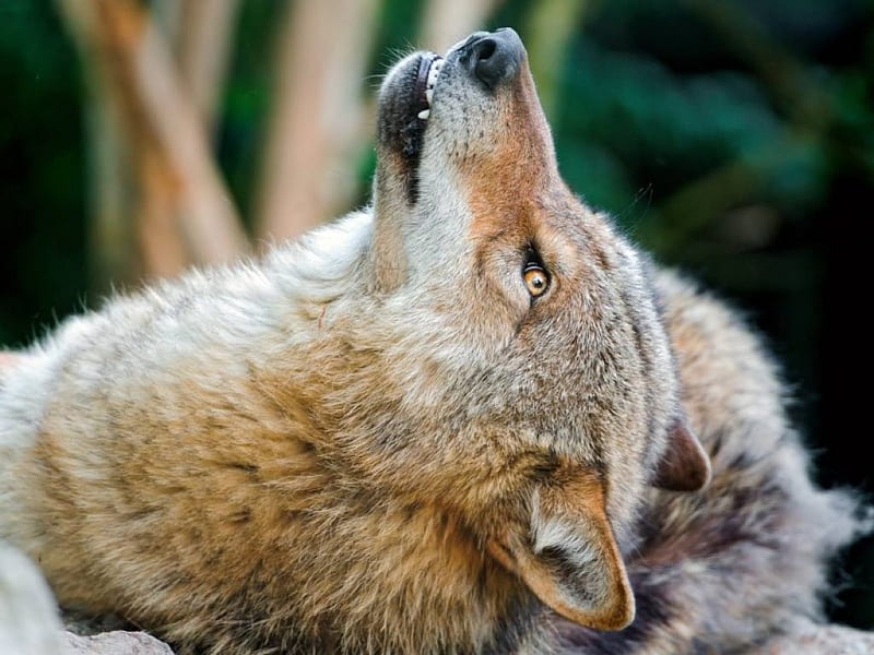 Head up !, coat, gris, colors, wolf, reddish, HD wallpaper | Peakpx