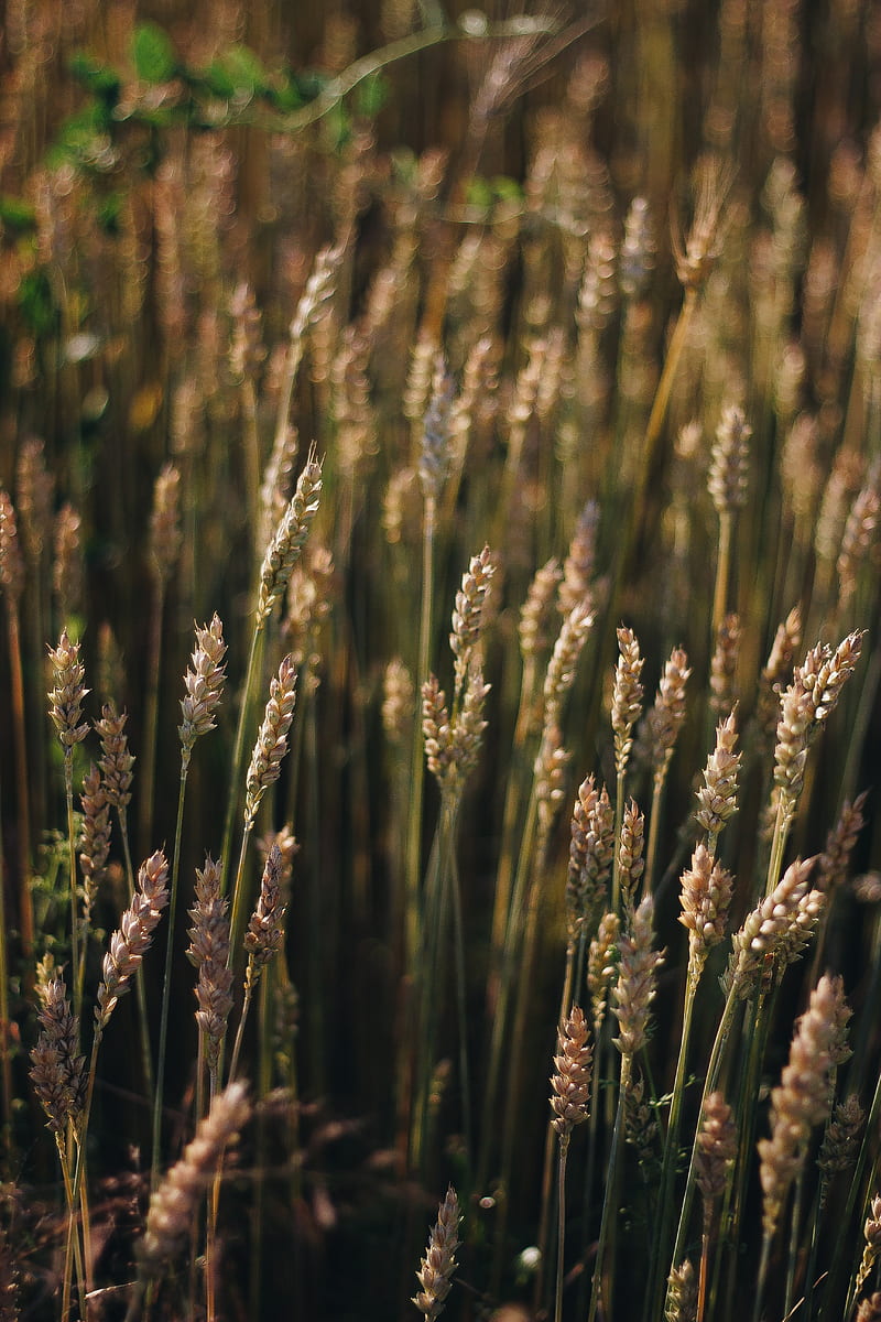 wheat, field, ears, plant, macro, HD phone wallpaper