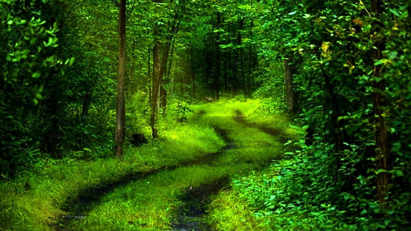 Country road, forest, grass, trees, foliage, leaves, green, path, nature, road, HD wallpaper