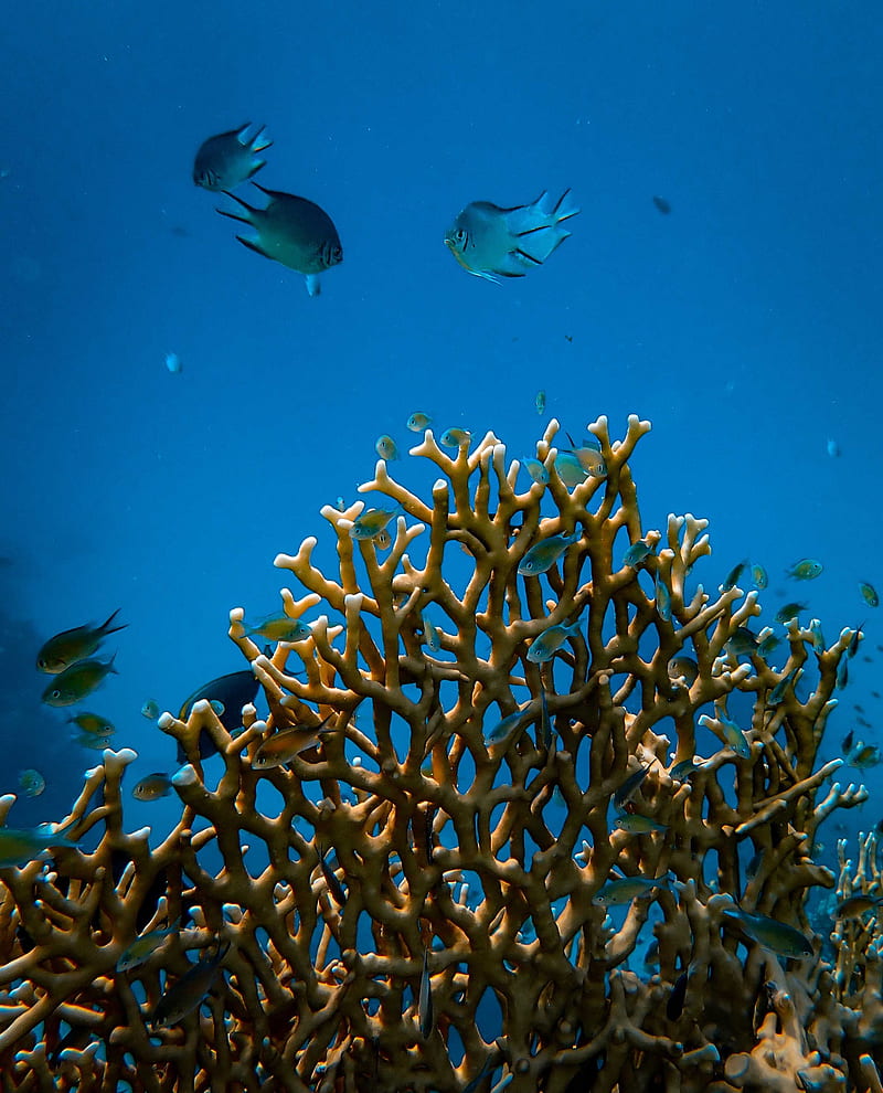 fish, corals, underwater world, water, HD phone wallpaper