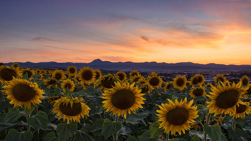 Sunflowers With Backgound Of Sunset Sky During Evening Time Flowers, HD wallpaper