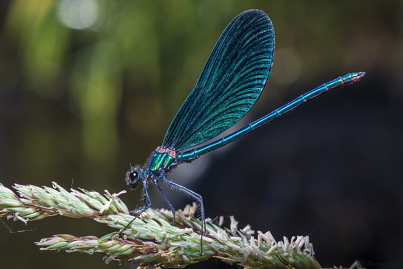 dragon-fly, clubtail, colorful, dragonfly, insect, HD wallpaper