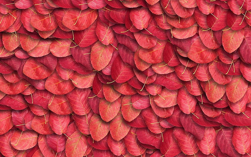 Autumn leaves, red, autumn, texture, toamna, frunze, pink, leaf, HD wallpaper