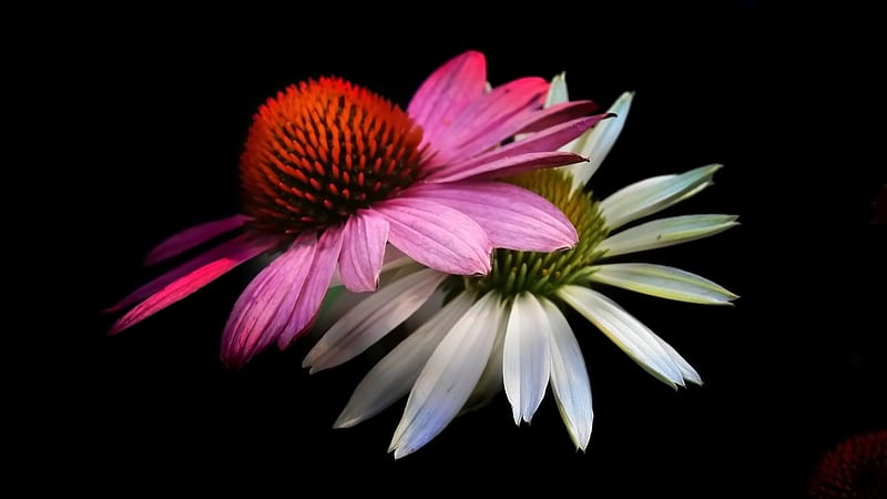 Echinacea (coneflower)., flower, petal, coneflower, echinacea, HD wallpaper