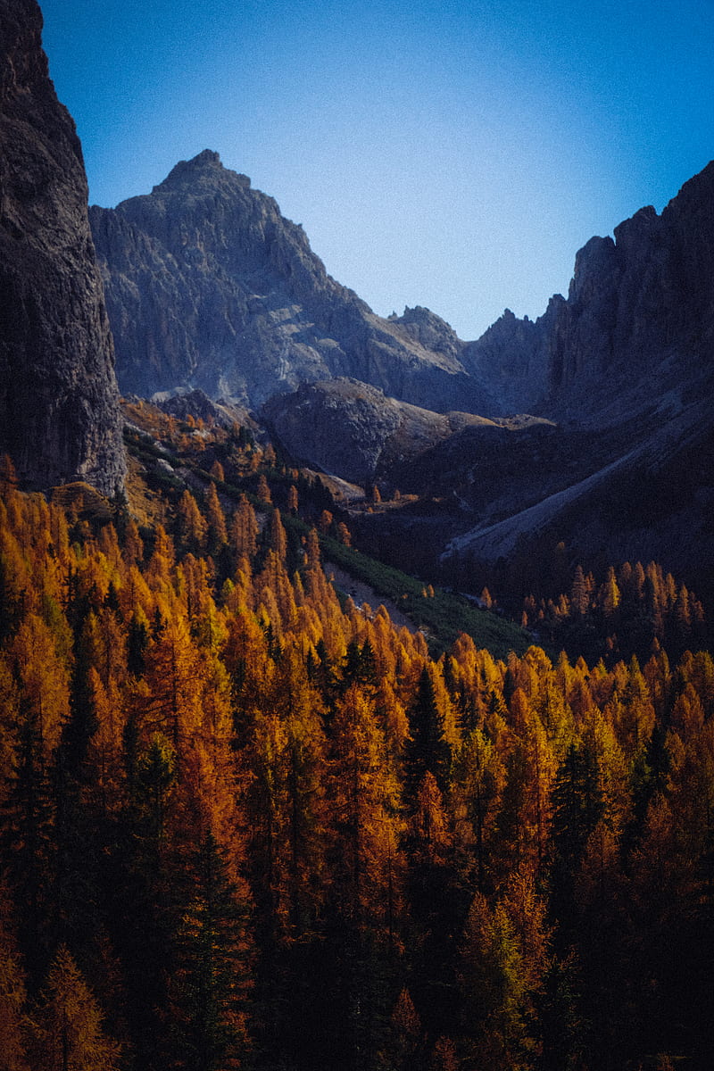 Brown Pine Trees Near Mountains, HD phone wallpaper