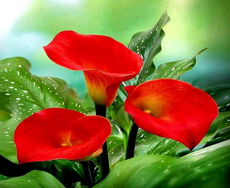Cala x three, three, cala, red, flowers, HD wallpaper