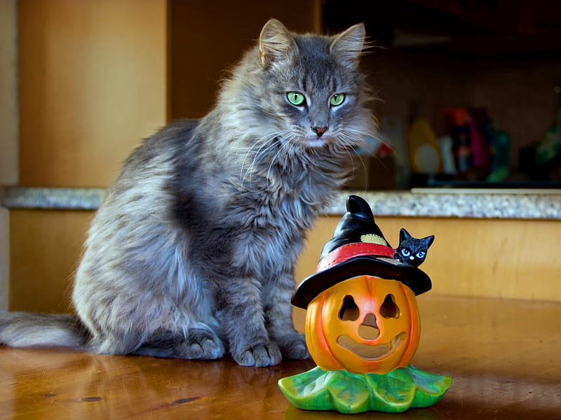 Maine Coon Cat With Pumpkin, Pumpkin, Coon, Cat, Maine, HD wallpaper