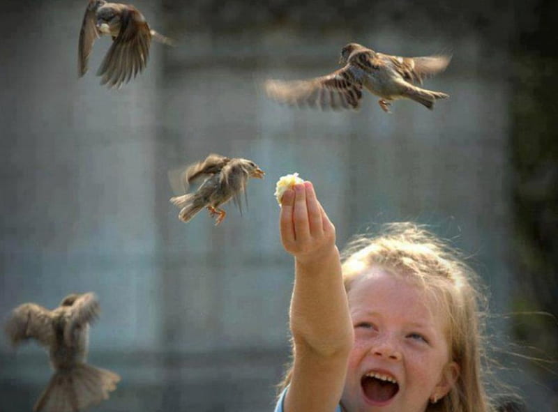 dom and excitement beautiful , excitement, child, feeding, graph pic, birds, dom, wall, happy, girl, air, flying, HD wallpaper