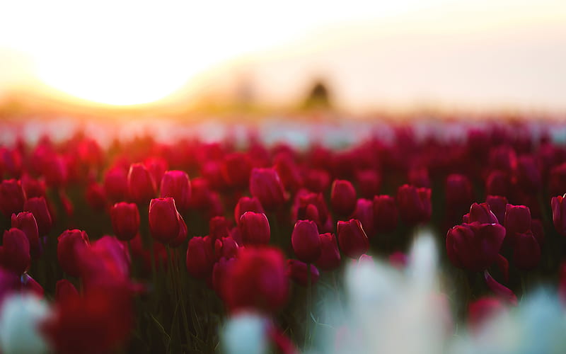 red tulips field, bokeh, blur, sunset, HD wallpaper