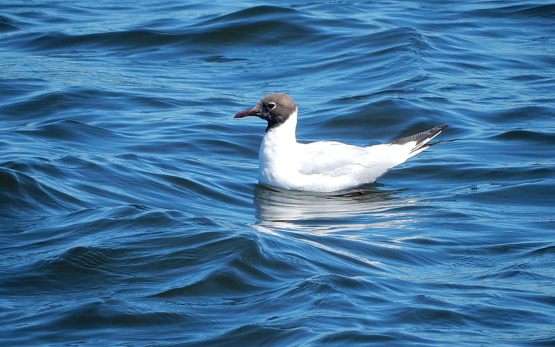 Gull, water, swimming, blue, HD wallpaper | Peakpx