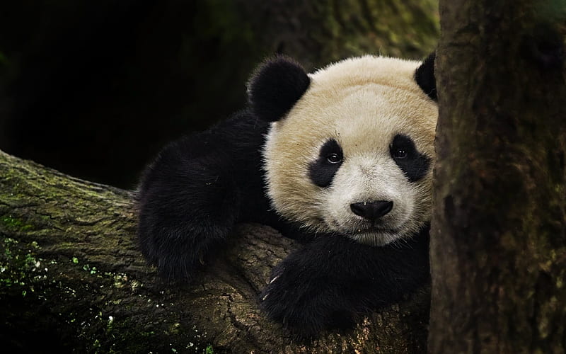 China, panda, zoo, bears, cute animals, HD wallpaper