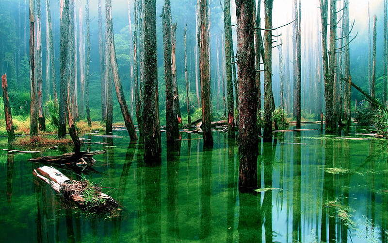 flooded forest-forest landscape, HD wallpaper
